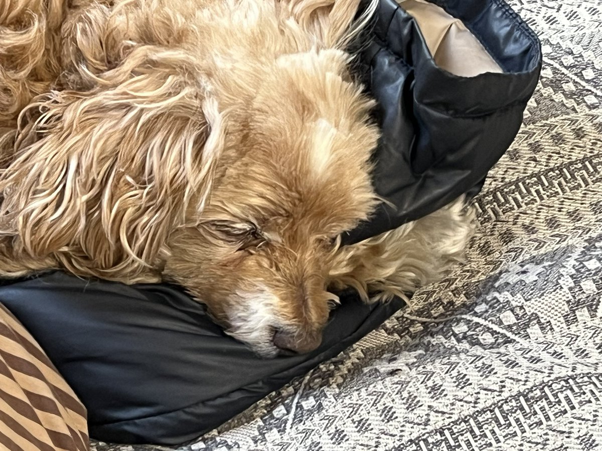 江古田小町 tweet media