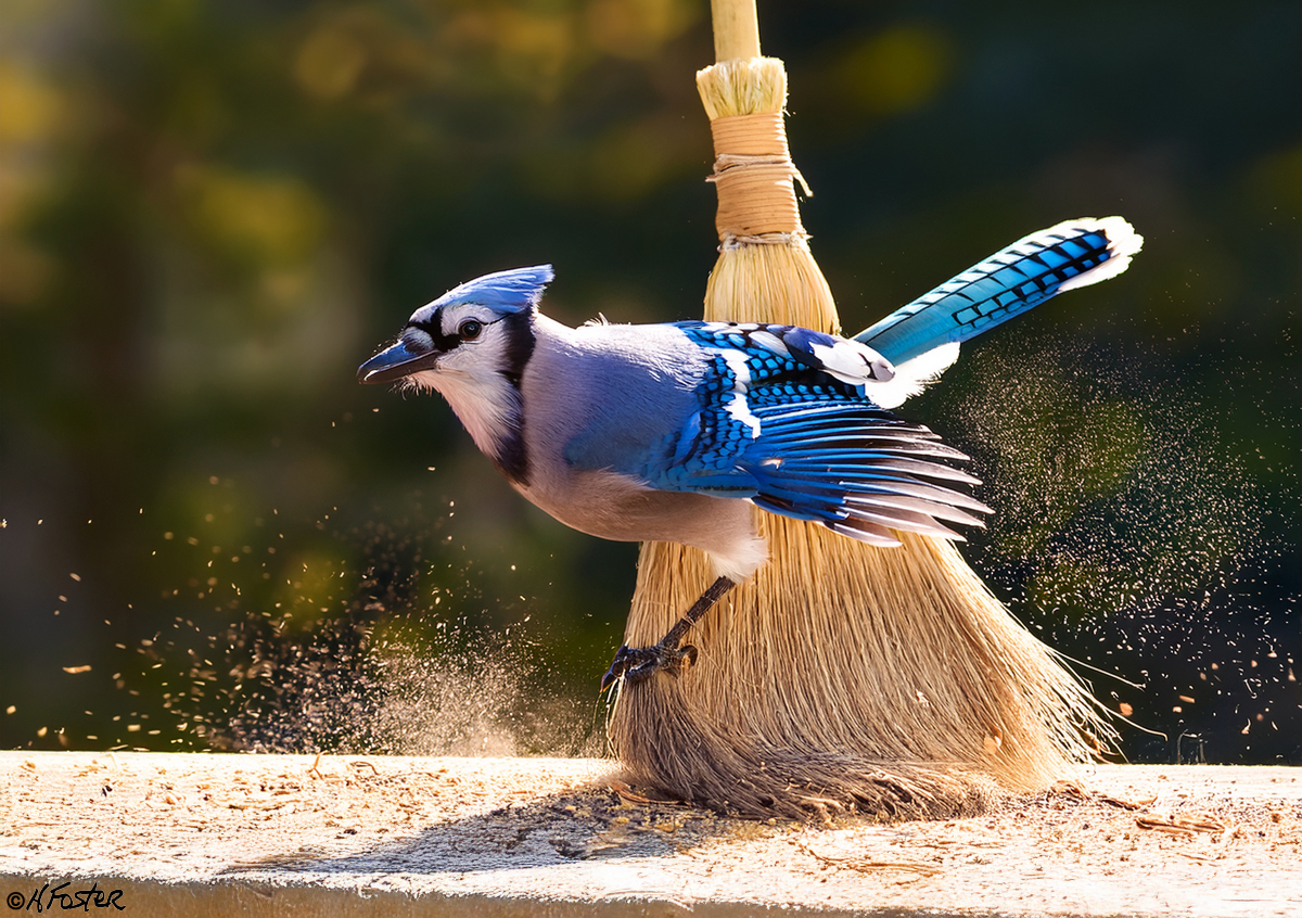 harry_fosters's tweet image. The #Toronto #BlueJays swept the #Athletics out of Toronto in 3 straight this afternoon. See ya later