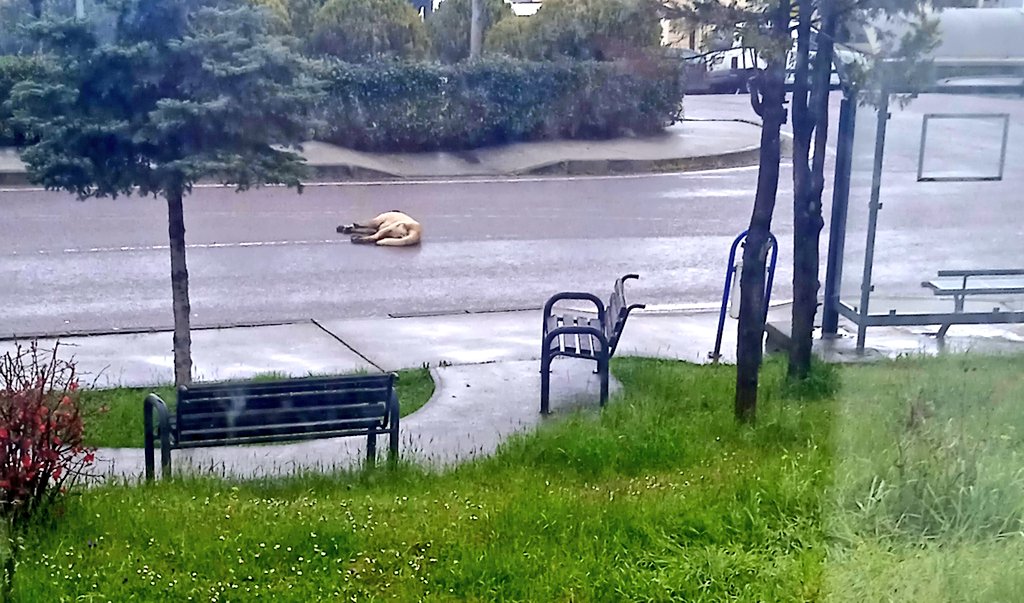 Güvenli Sokaklar tweet media