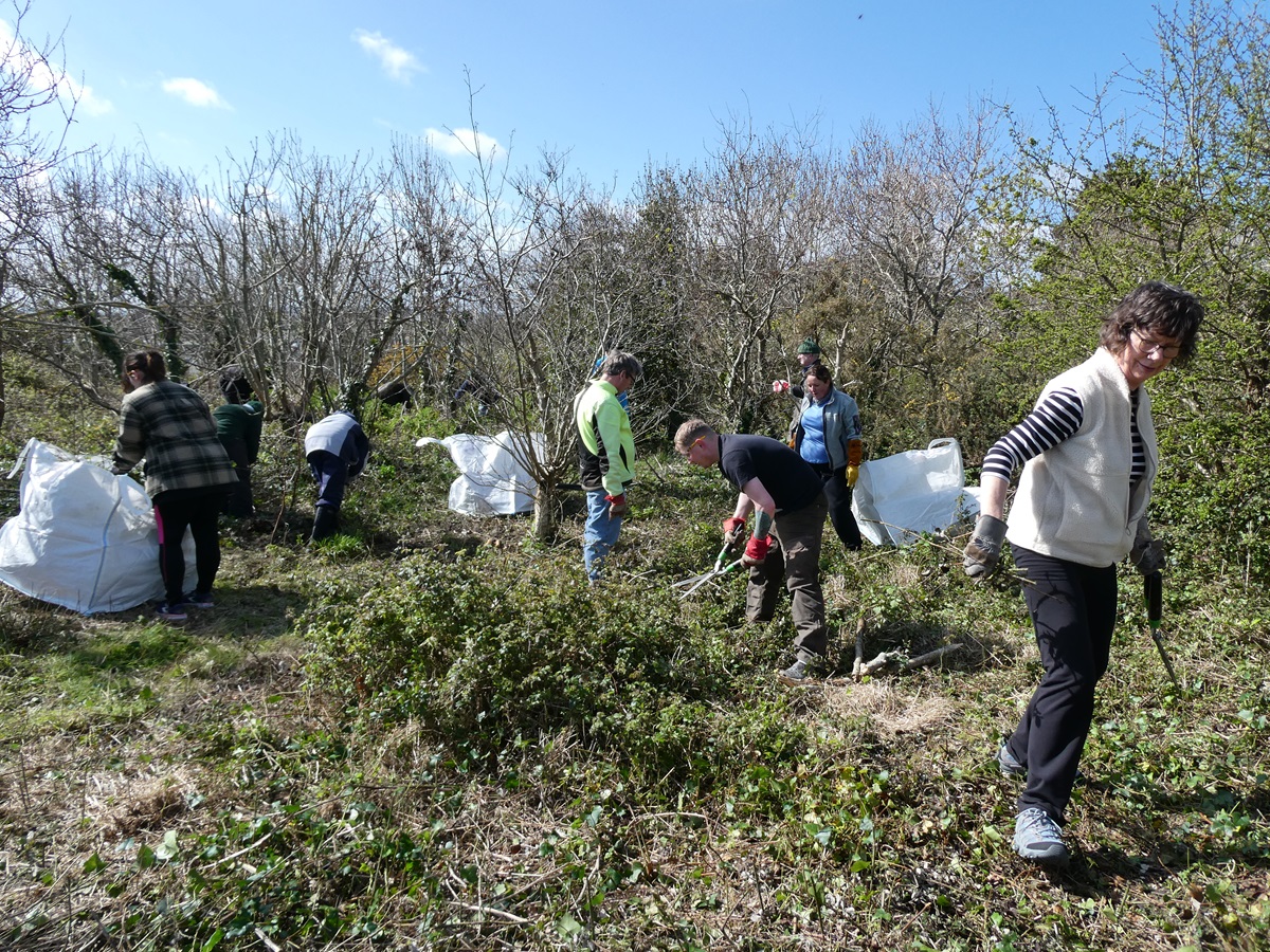 Guernsey Conservation Volunteers tweet media