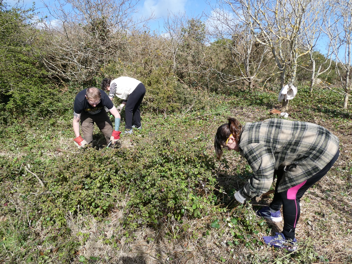 Guernsey Conservation Volunteers tweet media