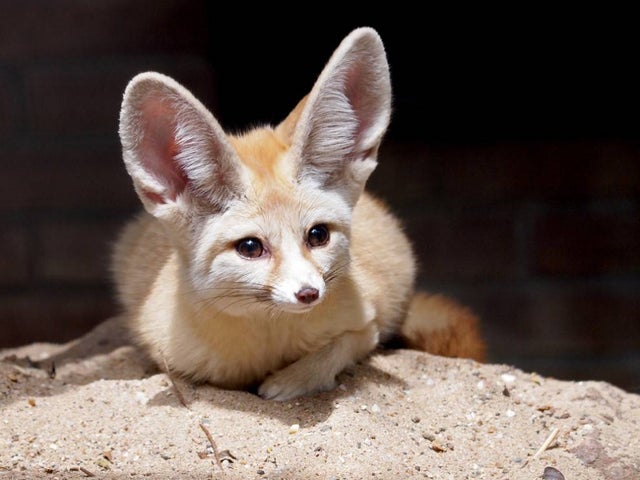Fennec Every Hour! tweet media