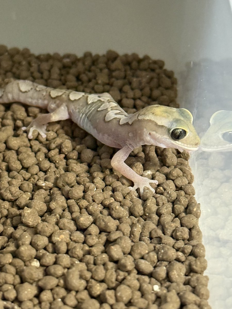 ﾖﾂﾊﾞ tweet media