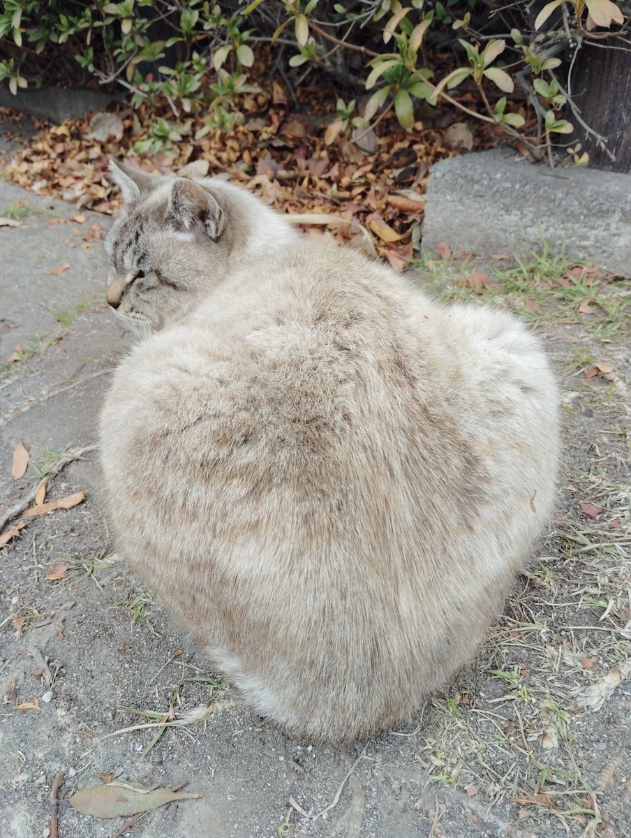 Kizuどん ℝ tweet media