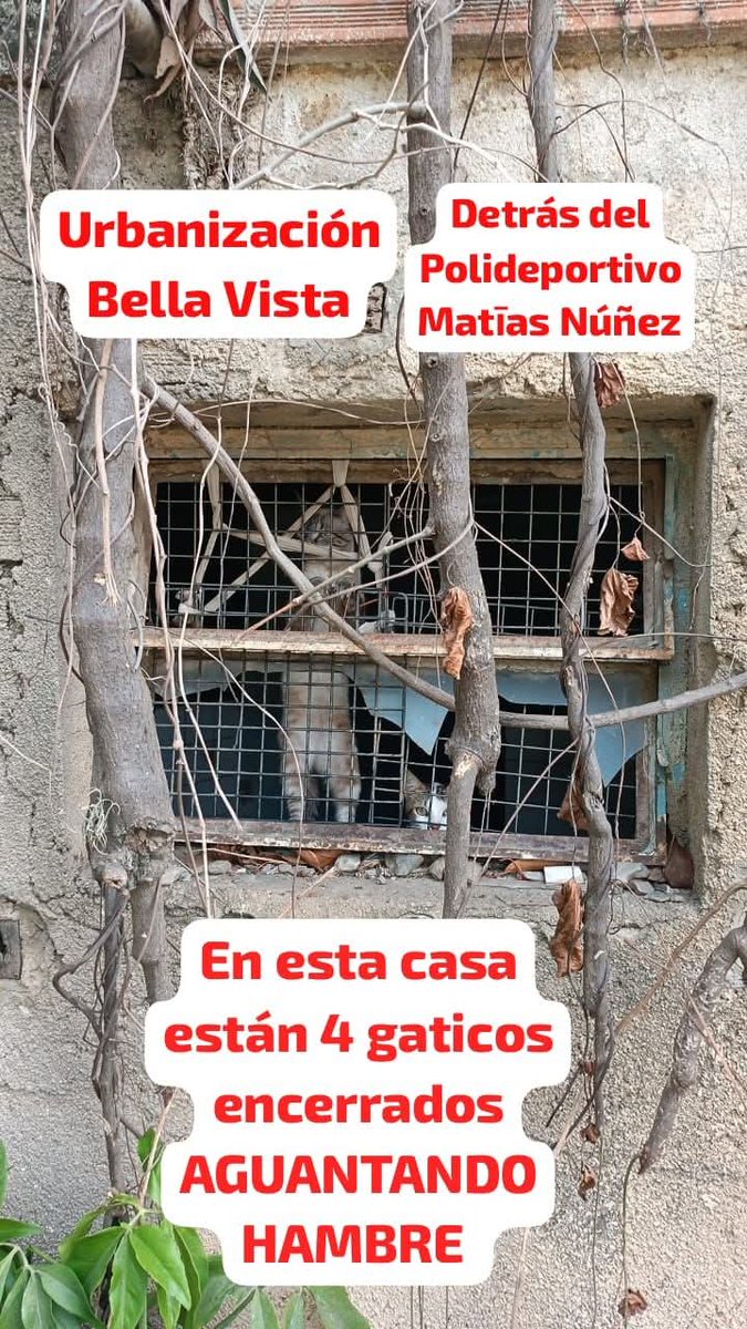 PerroUsuario Wof '•' tweet media