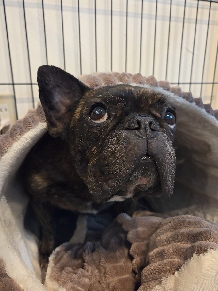 つよし🐶まる tweet media