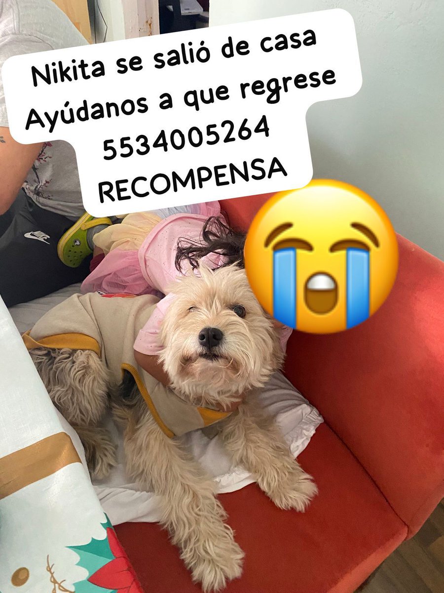 animalipeludos tweet media