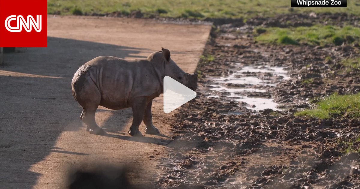 خطوات أولى في الطبيعة.. صغار وحيد القرن والزرافة في مغامرة بالهواء الطلق 