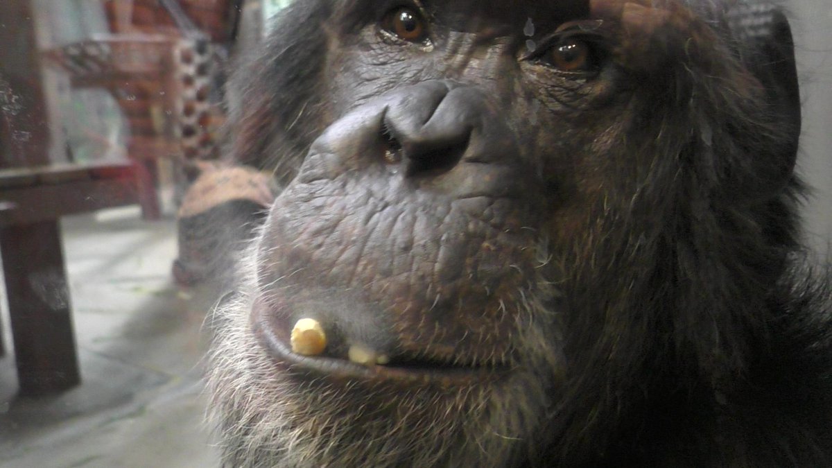 gori_monn tweet media