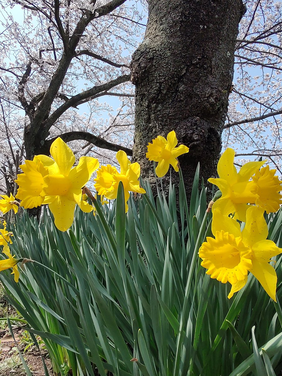 趣味垢@たますみ tweet media