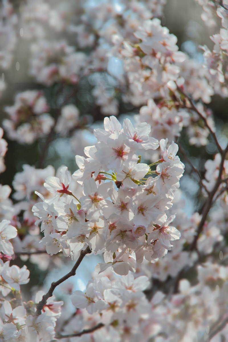 高村光一 tweet media