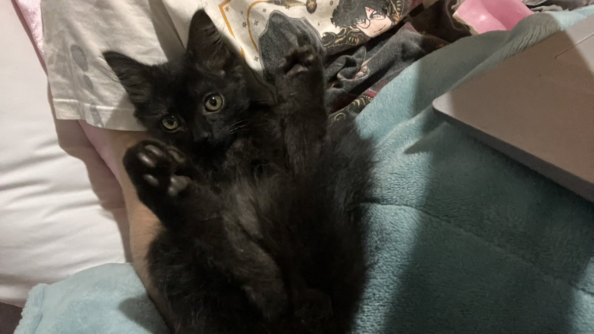 liz | sirius version ⚢ 🪼 tweet media