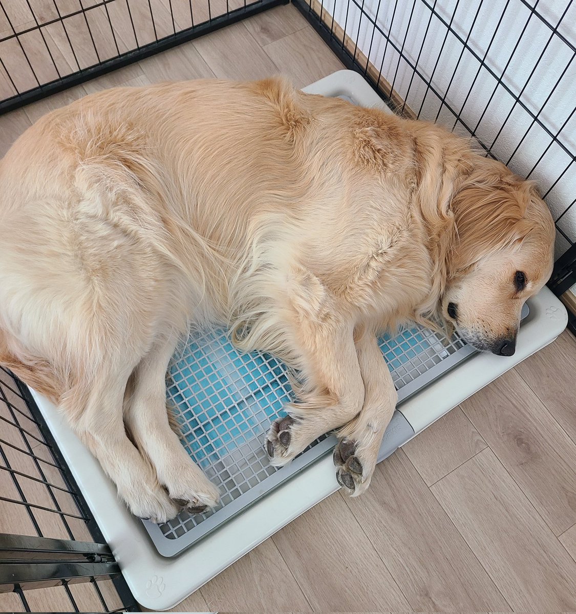 ベイリー♡ゴールデンレトリバー tweet media