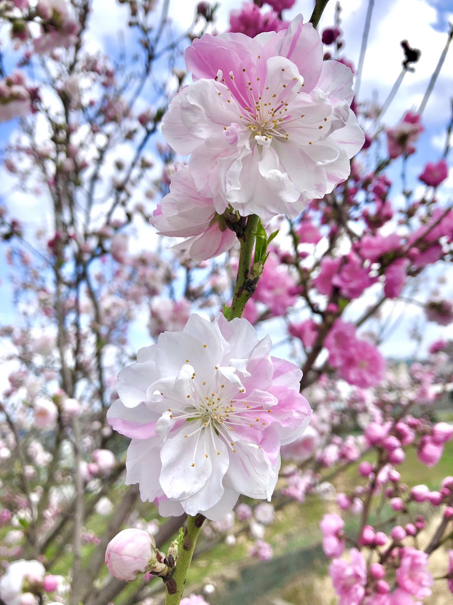 はっちゃん tweet media