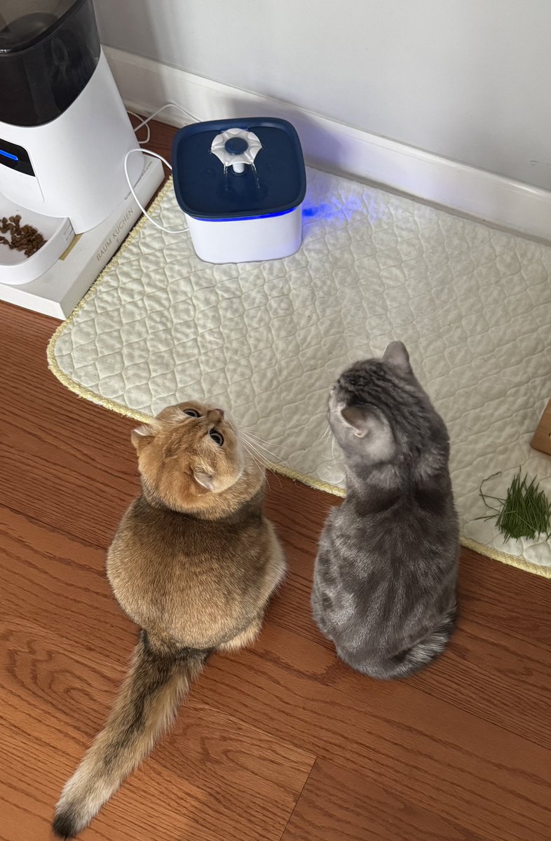 副代表 @チームWADA tweet media