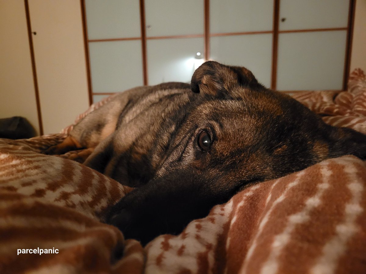 parcelpanic 🖤 tweet media