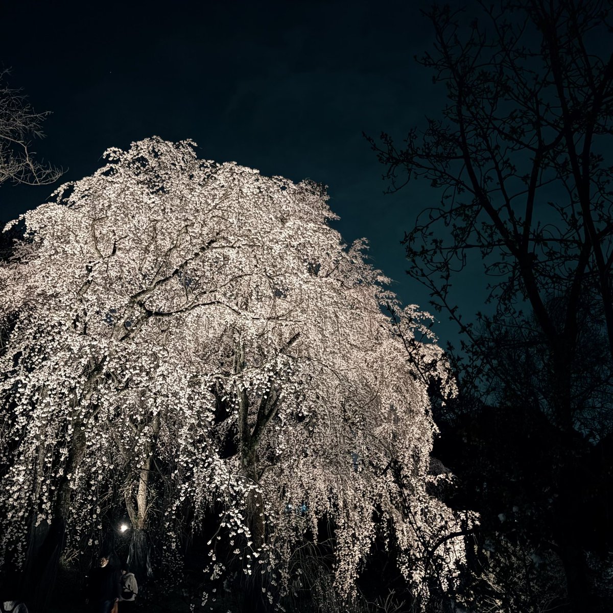 MITEI NARICO☆。.:＊・（ミテイナリコ） tweet media