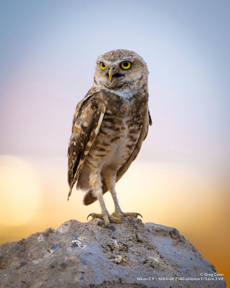 NikonUSA tweet media