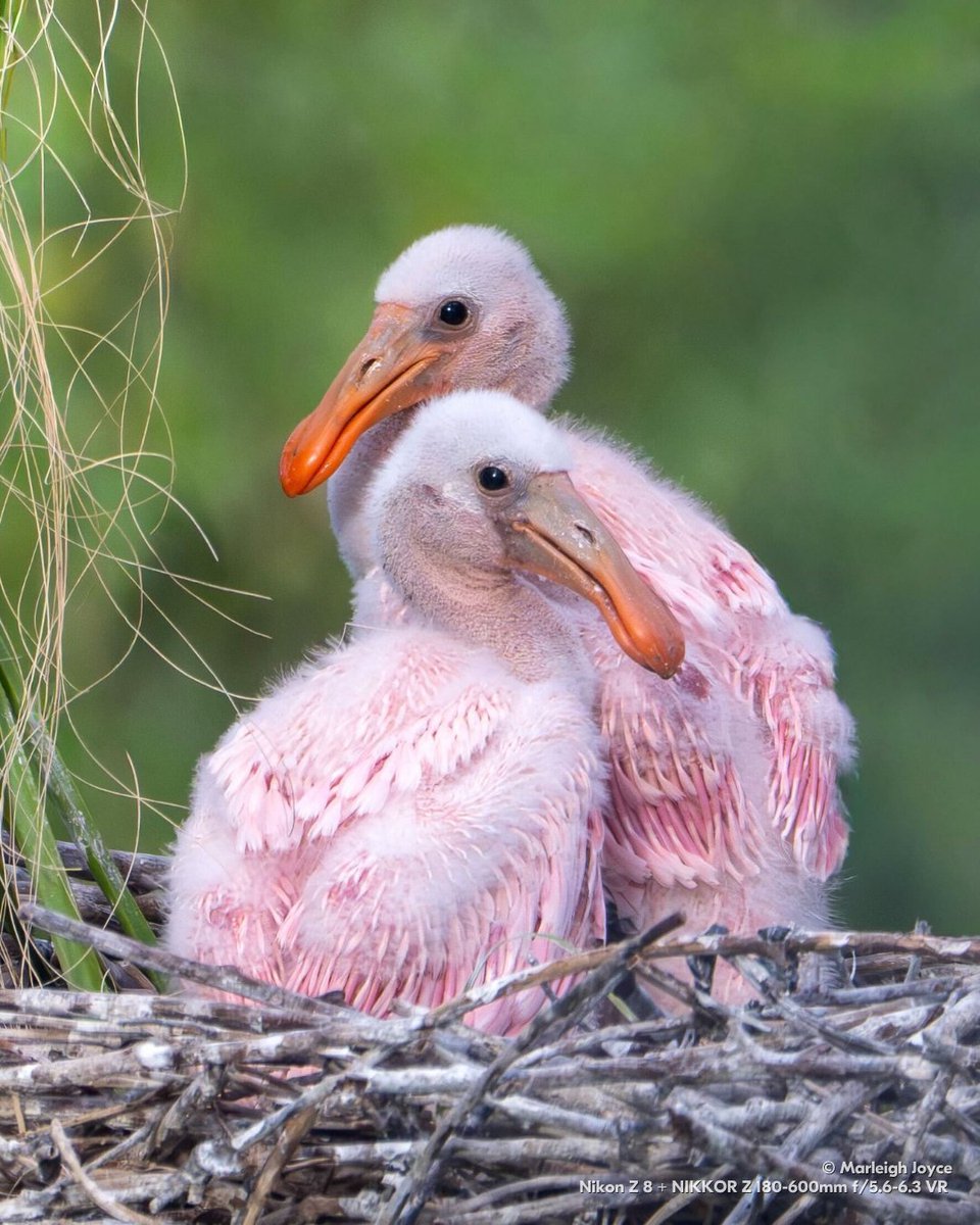 NikonUSA tweet media