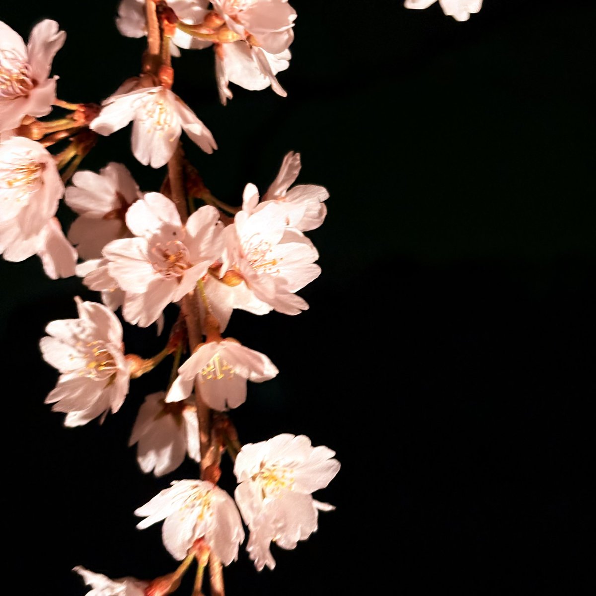 MITEI NARICO☆。.:＊・（ミテイナリコ） tweet media