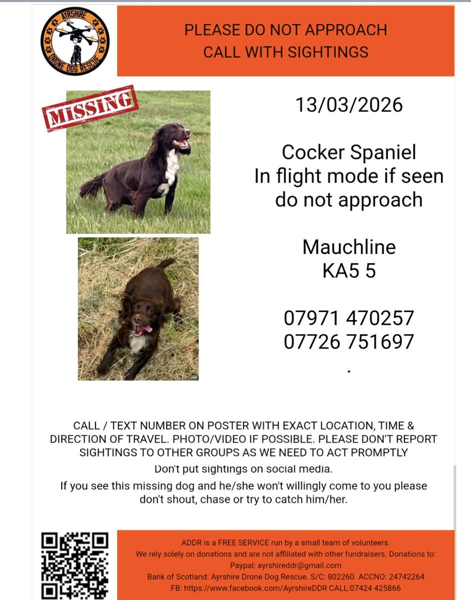 spaniel alert tweet media