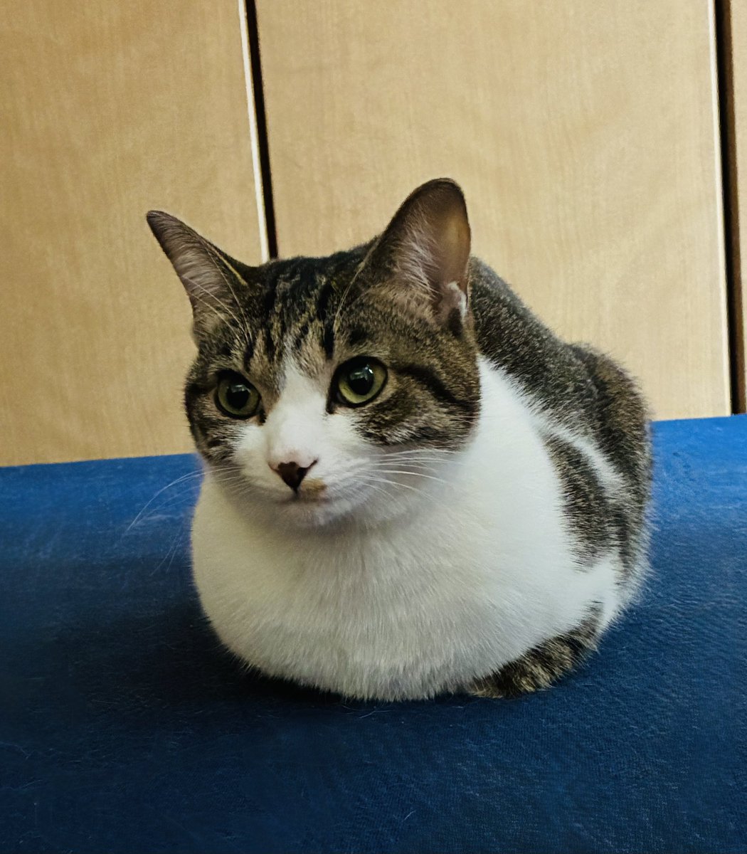 のんちゃん tweet media