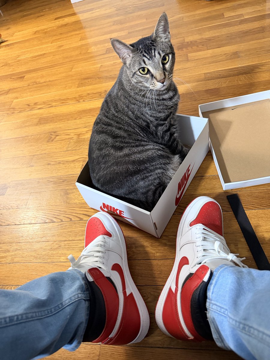 dknickfan87's tweet photo. When your cats loves #nike @Nike #cat You gotta let him flow as well! https://t.co/yjNPlKtImh