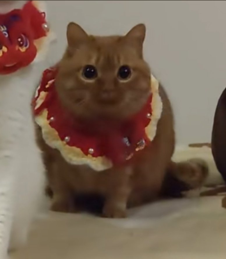 pretty boy with HUGE eyes
Johnny is Neko