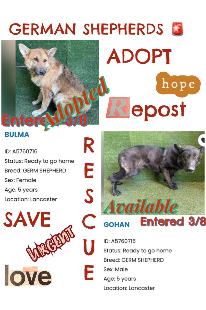 Sarah jane Gillespie tweet media