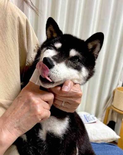 Cocoro's tweet photo. @Crypt0Eskobar @cryptocom @BlackShib_DOGE https://t.co/Ofh6o8vIia