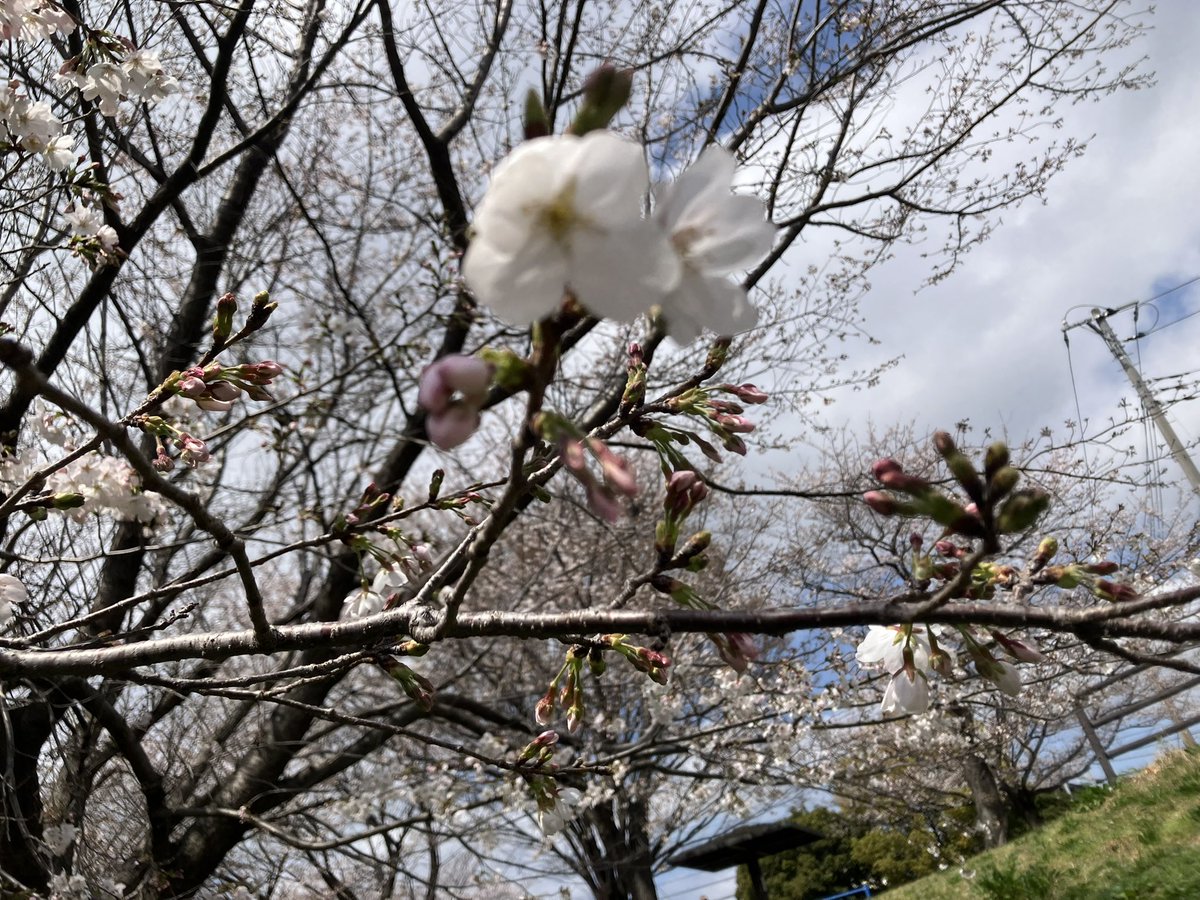 いぬこ🐕相棒はトランセル tweet media