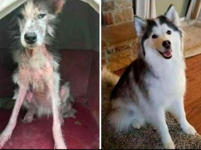 Best in Dogs tweet media