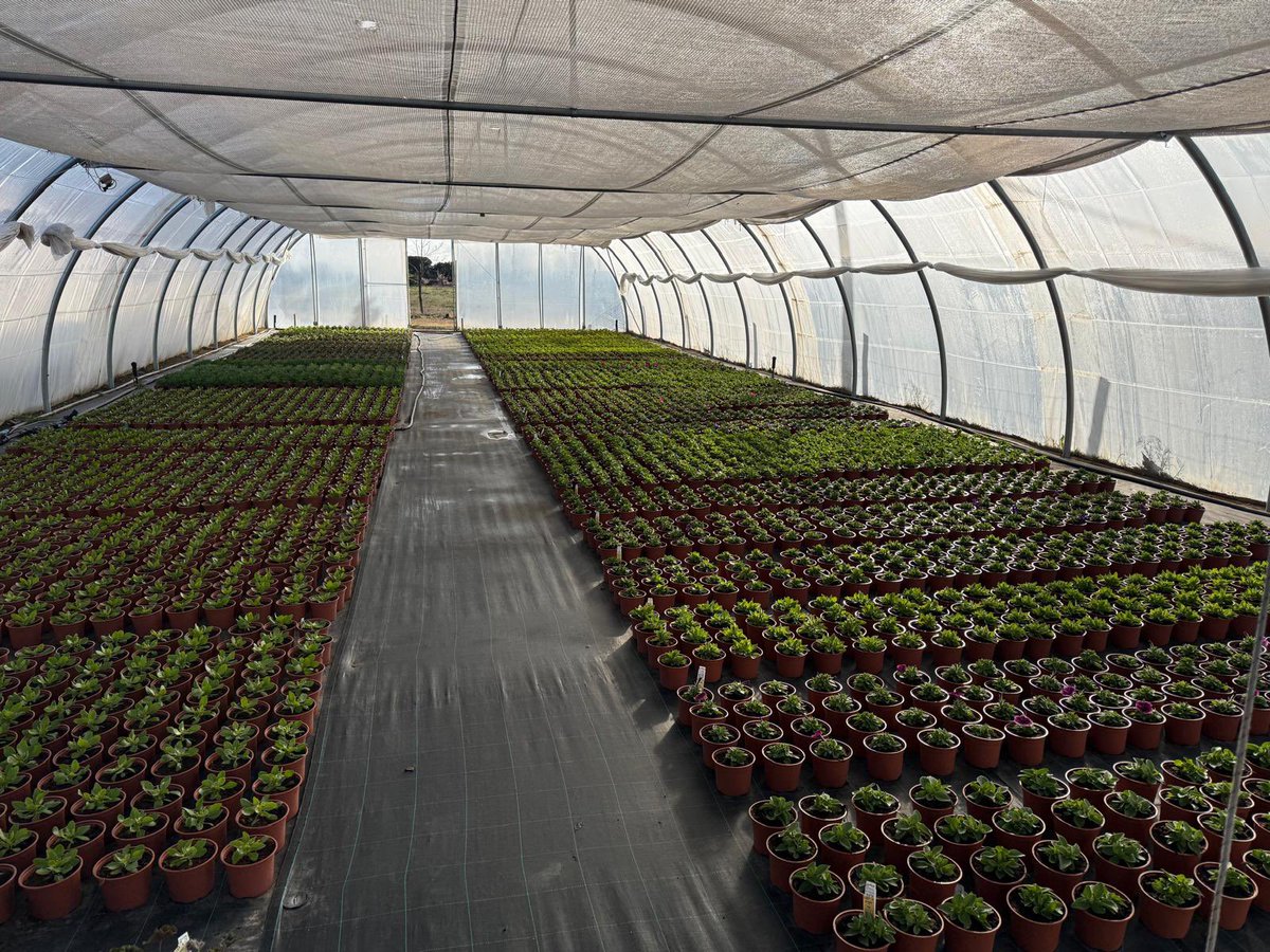 Producción - Primavera 2026  
#ViverosBoecillo
#ViverosRabadanYCalleja 
#PrispalGarden 
#AhoraFloresYPlantas