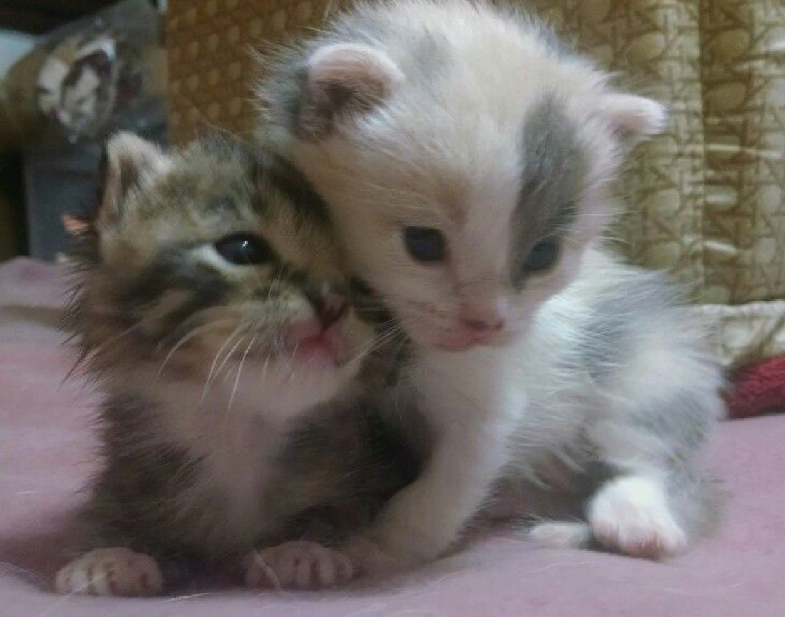 ⛧ 𝔊𝔬𝔱𝔥𝔦𝔠𝔟𝔞𝔱 tweet media