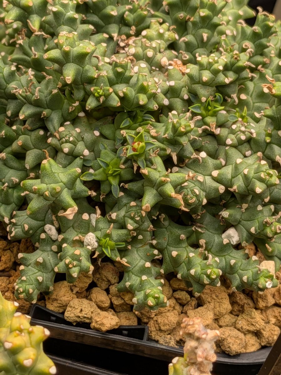 Le Norte tweet media