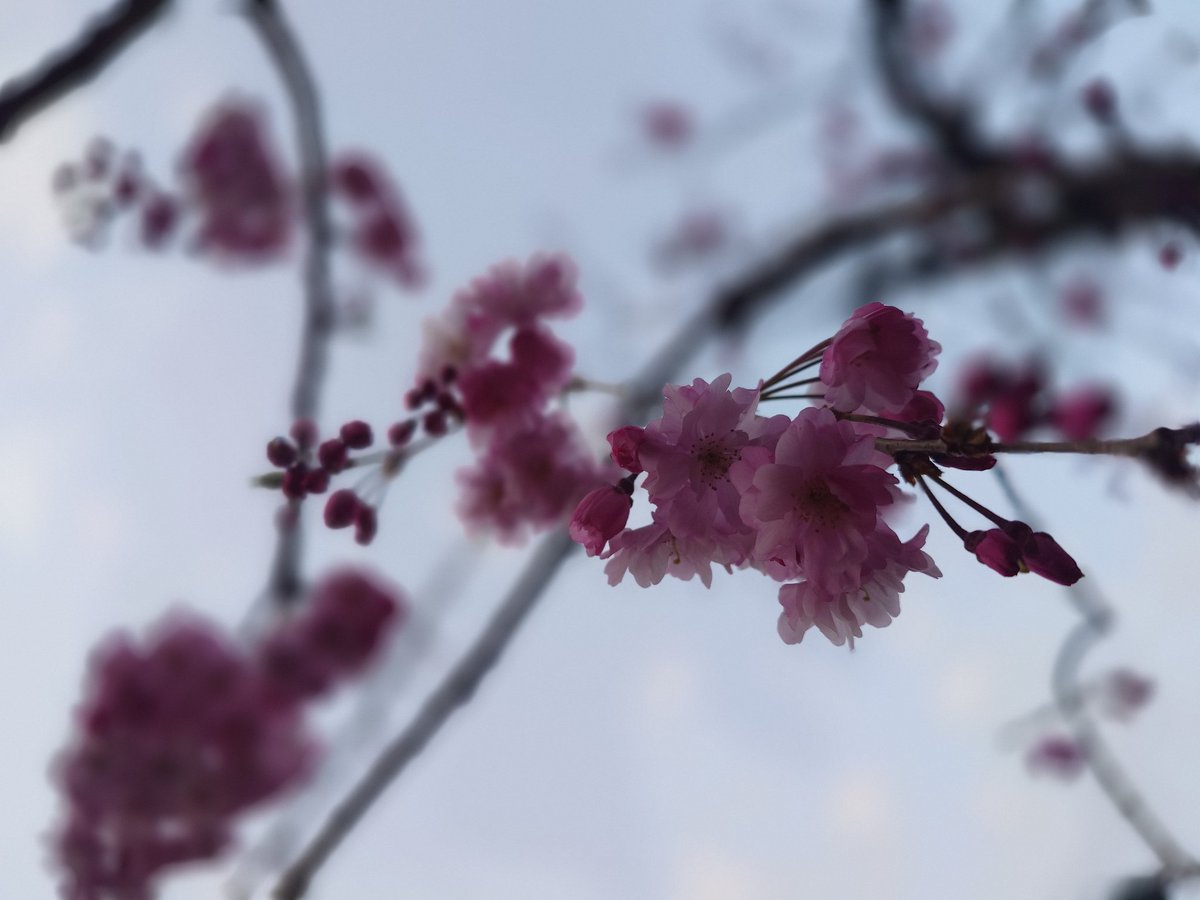 【和🫧艷】ŧƕᰔᩚ太郎🫶 tweet media