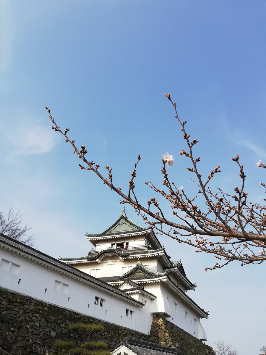 HA44778167's tweet photo. 2026/3/28
今年の花見

少し早いとはいえ
天守閣と花一輪

岡公園の
木蓮の花びらの絨毯
木蓮越しの滝と白鷺

#城
#桜
#お花見 https://t.co/gFNcievqfk