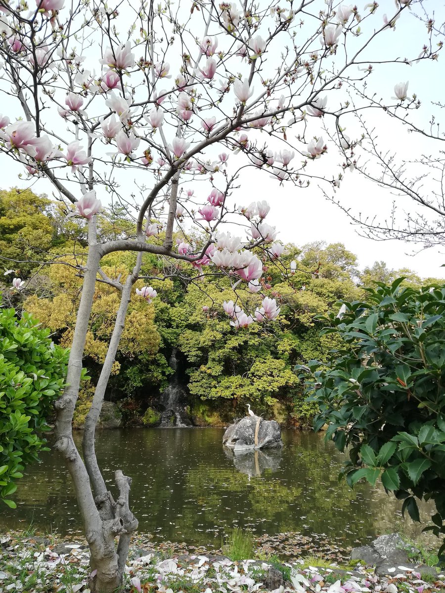 HA44778167's tweet photo. 2026/3/28
今年の花見

少し早いとはいえ
天守閣と花一輪

岡公園の
木蓮の花びらの絨毯
木蓮越しの滝と白鷺

#城
#桜
#お花見 https://t.co/gFNcievqfk