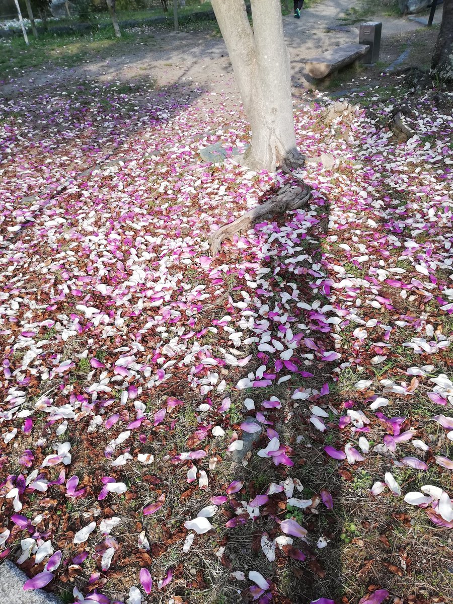 HA44778167's tweet photo. 2026/3/28
今年の花見

少し早いとはいえ
天守閣と花一輪

岡公園の
木蓮の花びらの絨毯
木蓮越しの滝と白鷺

#城
#桜
#お花見 https://t.co/gFNcievqfk