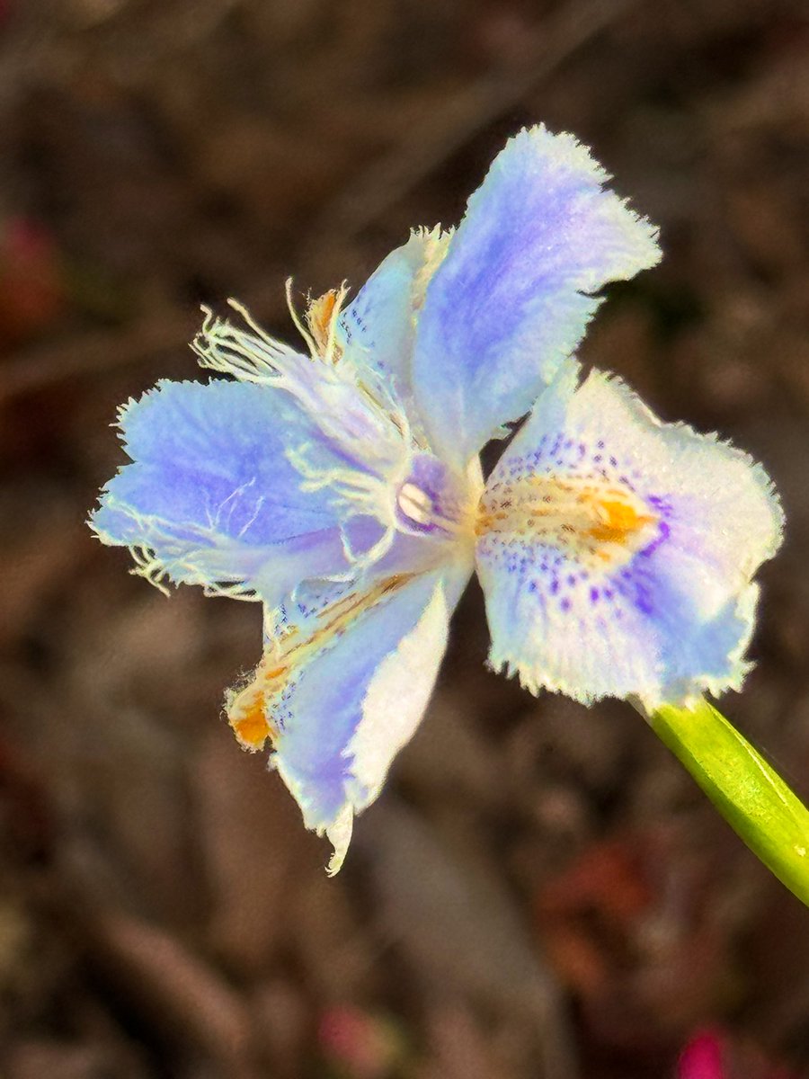 えみりん tweet media