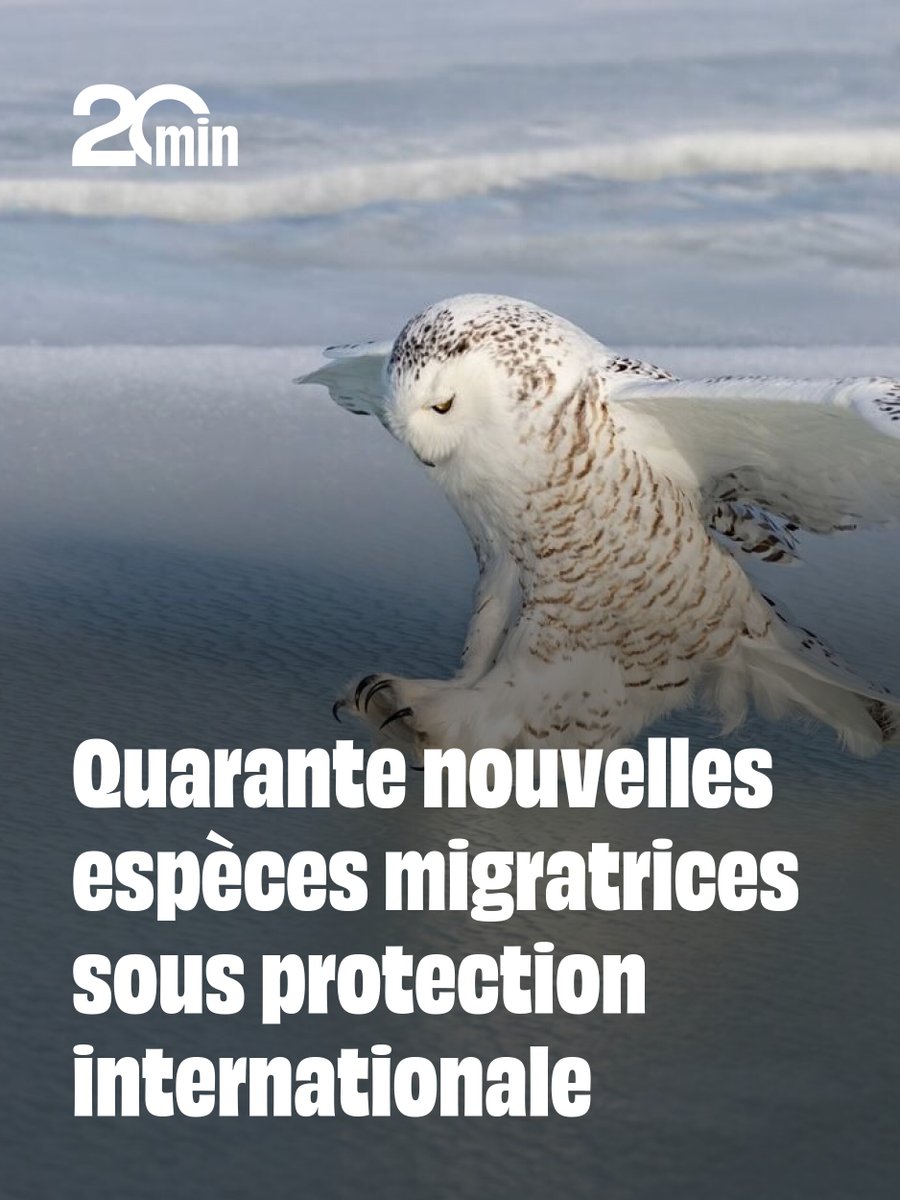 20 Minutes tweet media