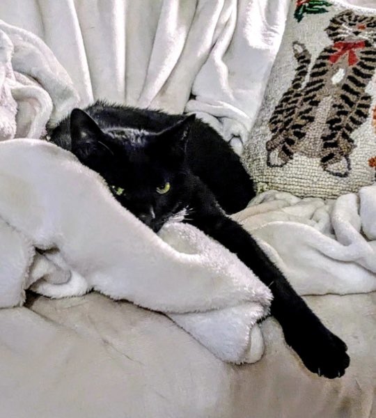 Teddy Bear - The Vicarage Meow 😺 tweet media