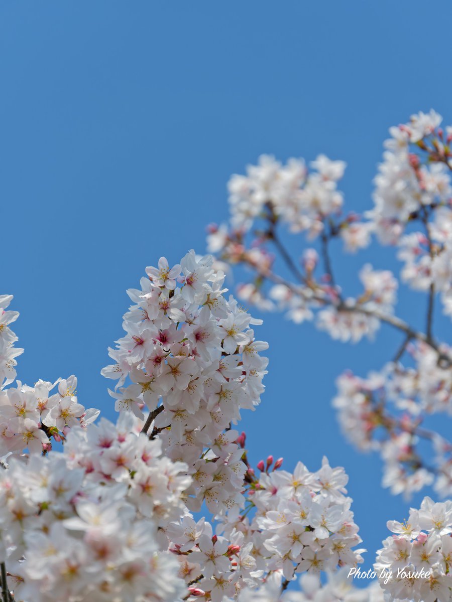 よすけ@ちゃりかめら tweet media