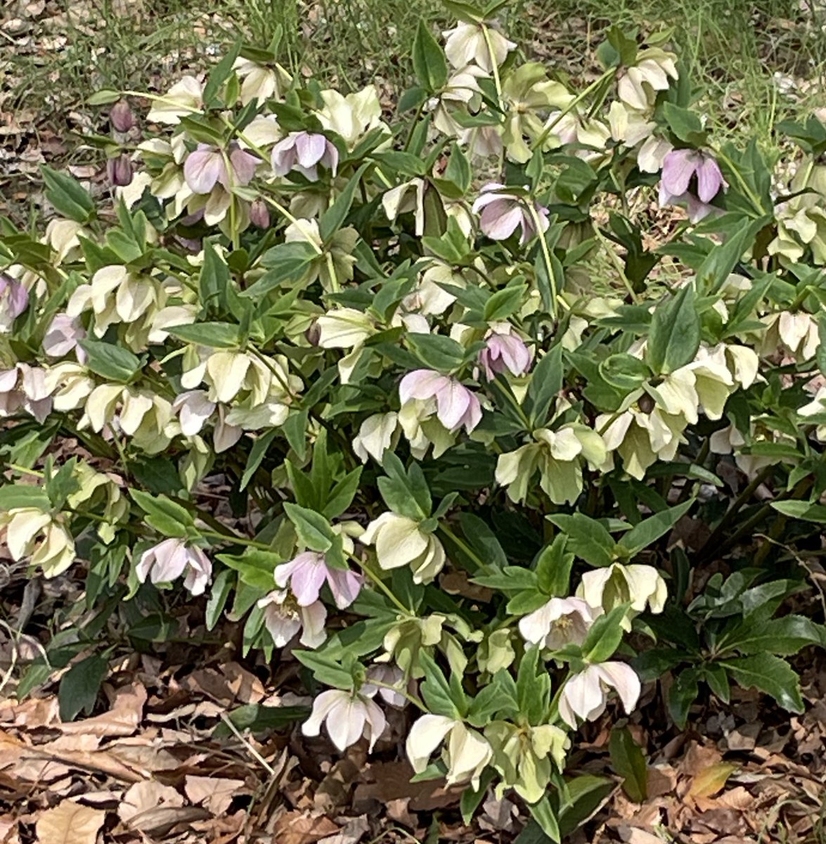 はちみつ tweet media