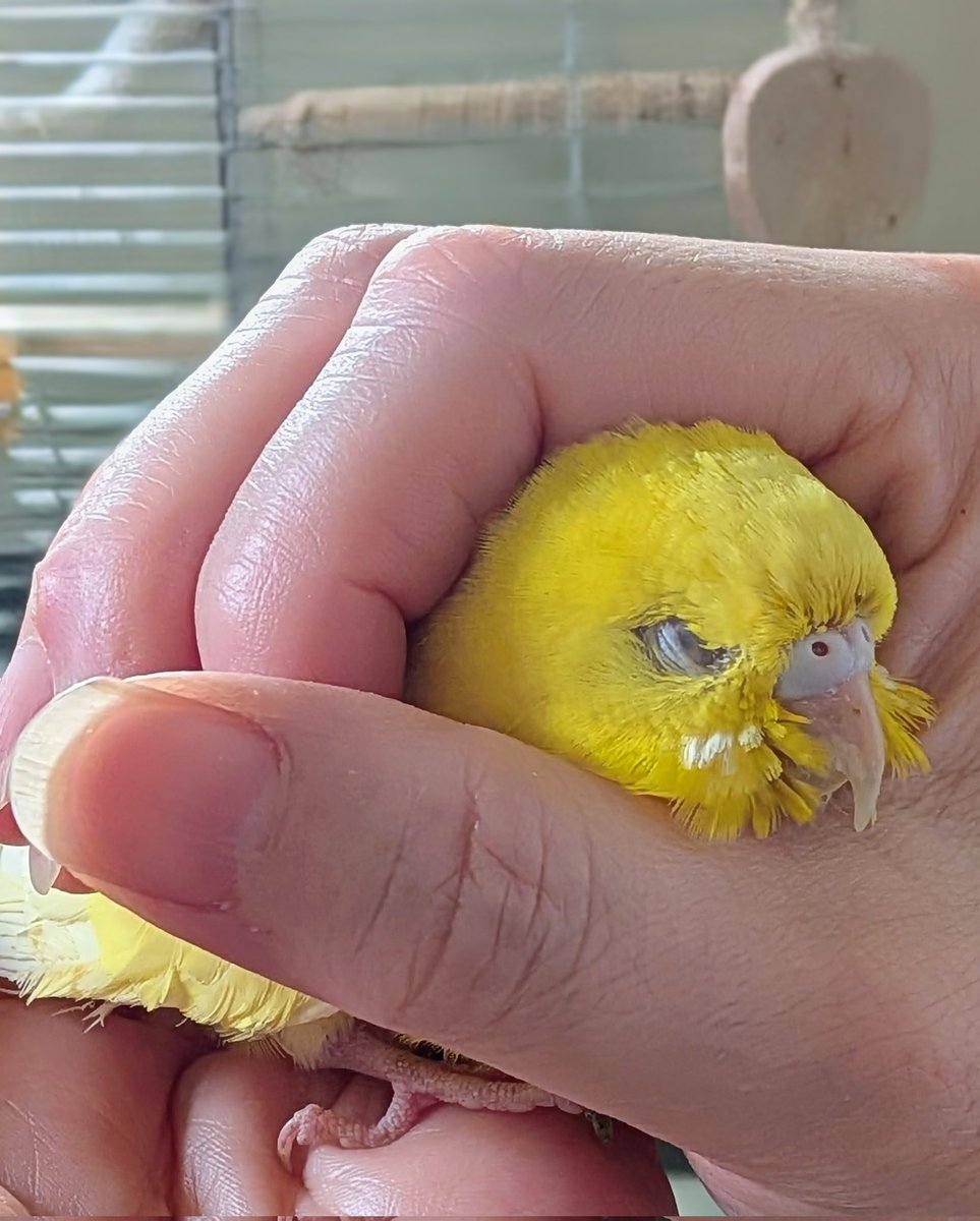 ルアン＆ケン（お世話係こまち） tweet media