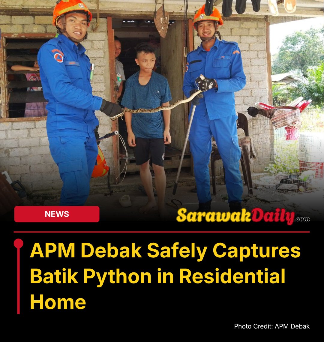 Sarawak_Daily's tweet photo. A batik python measuring about 2.5 feet was captured by APM Debak after being found inside a residential home. The operation was carried out safely, with no injuries reported.

Full report: https://t.co/L7l4YIXqLJ

#Debak #Betong #Sarawak #SarawakNews #SarawakDaily #KuchingKing https://t.co/kaHEFow50X