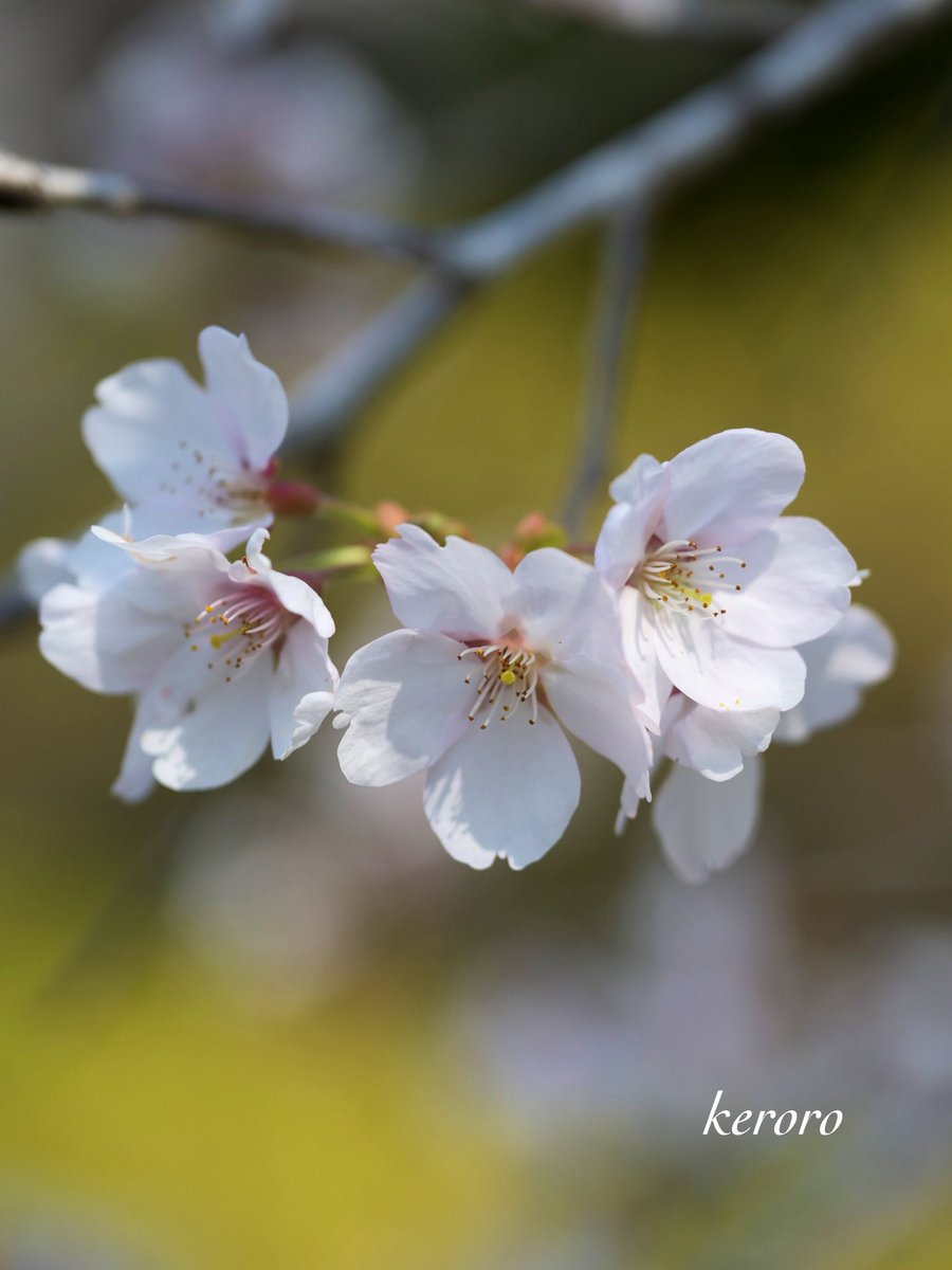 keroro 🐾📸のんびりと🍀 tweet media