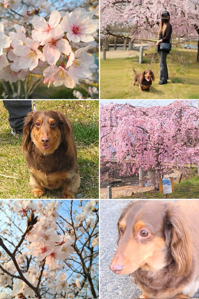 レン再び🐶 ※ﾕﾙﾕﾙお返事🙏 tweet media