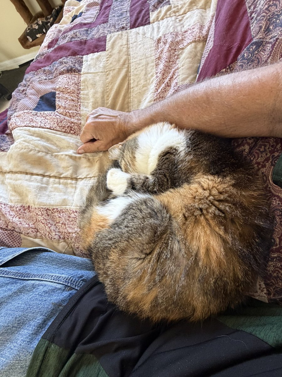 SkittlesFriends's tweet image. Skittles: Hello Everyone, I’m enjoying a pleasant #SundayEvening Cuddling with the Big Guy on the Couch 😻
#CatsOfTwitter 
#Calico 
#Purrs4Peace