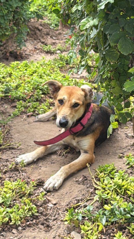 Gatánica tweet media